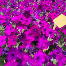 Петунія ампельна Gioconda F1 Deep Violet, 10 шт, Farao